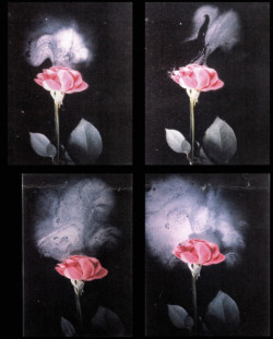 anti-romanticismo:  In the late 30s, photographer Josef Breitenbach and botanist René Devaux managed to take photographs of the molecules of odours. 