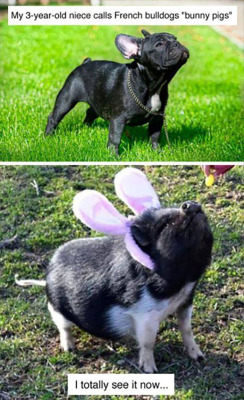 daily-meme:  They’re Bunny Pigs 