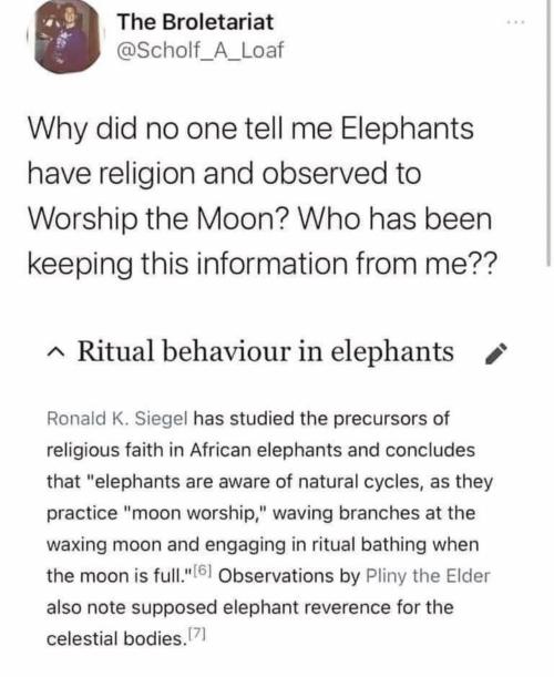 witchesversuspatriarchy:I love elephants…