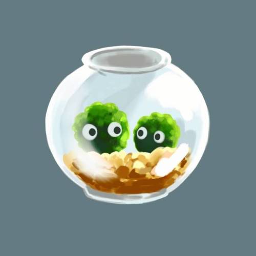 Happy pet day to my sweet babie marimos. . . . . #nationalpetday#marimo#marimomossball#aquarium#di