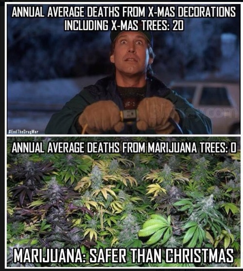 Marijuana Trees Lol…….