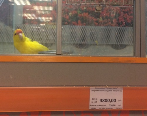 70$USD kakariki