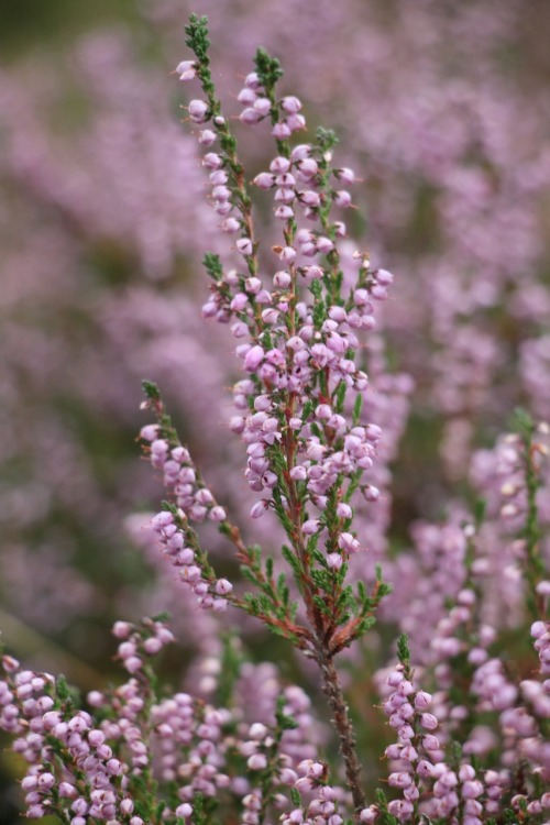 Algida Erica Che Annunci L'autunno. Bruyres Glacial Qui Annonce L'automne. Icy Heather That Heralds Autumn.
