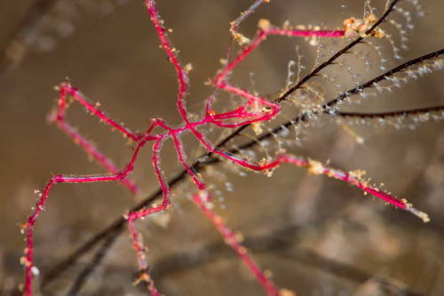 arcticarthropod:oarfjsh: arcticarthropod: sitting-on-me-bum: Sea SpiderEduardo Ribeiro dos Santos / 