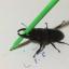 inkstainedbug