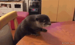 to-wit:  gifak-net:Video: Pet Otter Struggles