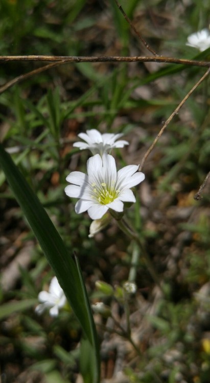 Cerastium arvense ssp. strictum is in the carnation family Caryophyllaceae. Commonly known as field 