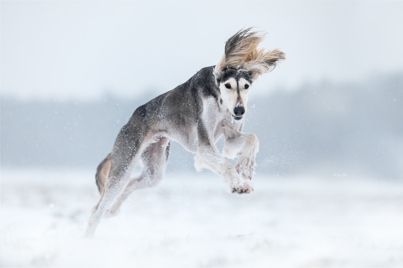 Hazel Look at her paws. <3 Able to run 70 km/h (43 mph)< And what a winter we have here. SNOW!!! We had no proper snow here 