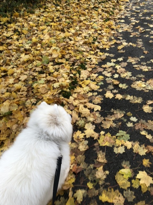 neothesamoyed: Fall Walking