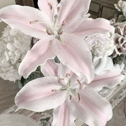  ☒　 ❛　🍥 ⊹　(˶ ˘ ³˘(ˆᵕ ˆ )