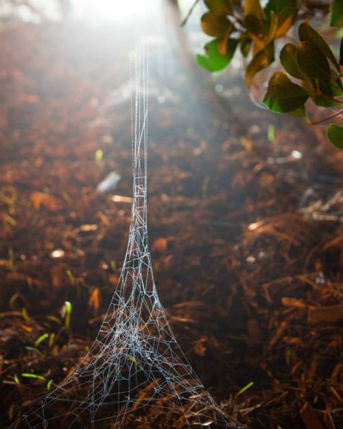 Spiderweb Eiffel Tower