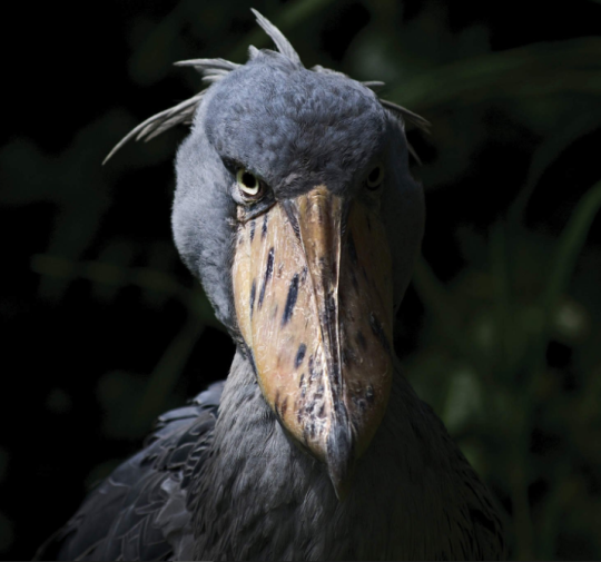 my-favorite-aesthetics:  biggest-gaudiest-patronuses:  biggest-gaudiest-patronuses: why are birds so cursed A Non-Comprehensive List of Birds That Piss Me Off  1. Dracula Parrot. This thing pisses me off like, a bunch 2.  King Vulture. the felted craft