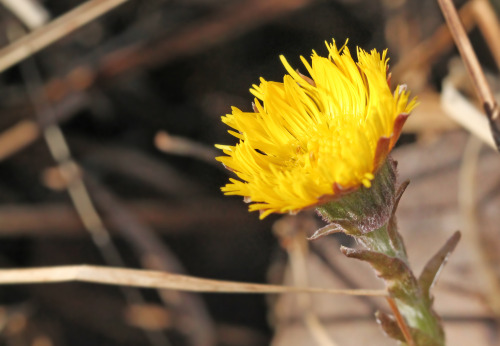 tussilago