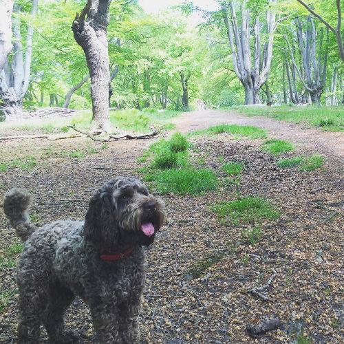 @brucethepoo loveing the sun today ❤️ follow his Instagram 