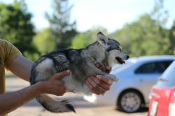 liptonicedpee:  illexplain:  itsybitsysleddogs:  illexplain:  peble:  itsybitsysleddogs:  Just hanging out!  its tiny  whats up with the husky chihuahua?  She is an alaskan klee kai, a pure breed of dog, completely unrelated to a chihuahua. Klee kai are