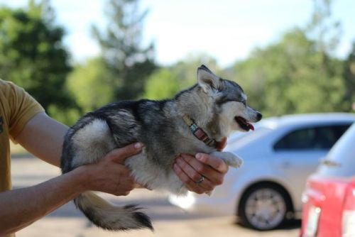 illexplain:  itsybitsysleddogs:  illexplain:  peble:  itsybitsysleddogs:  Just hanging out!  its tiny  whats up with the husky chihuahua?  She is an alaskan klee kai, a pure breed of dog, completely unrelated to a chihuahua. Klee kai are a rare breed