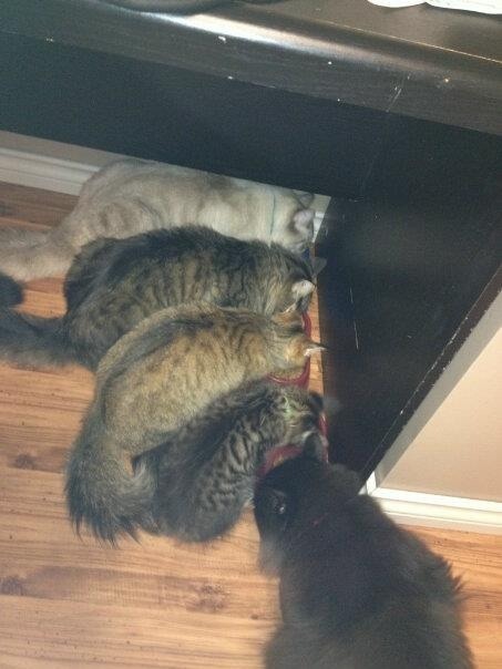 catsandcunts:  gaylittlekitten:  I may be a crazy cat lady  the black one is just