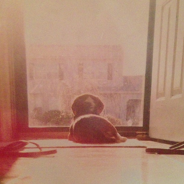 thatbetchbea:  Way back when… Daisy❤☀ #home #longisland #beagle #tbt disposable