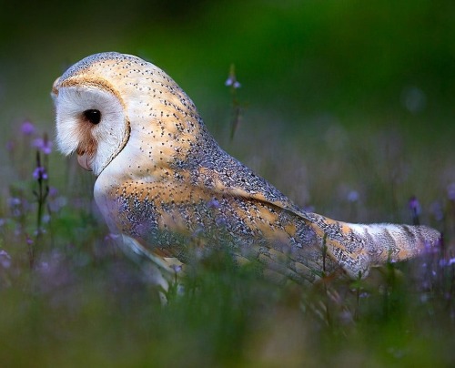 Barn Owlby Stefano Ronchi