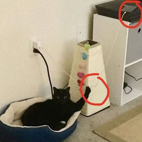 pr1nceshawn:  Cats Certainly Know How To Keep Things Interesting.
