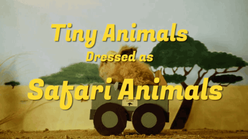 gifsboom:Video: Guinea Pigs Dressed as Safari Animals
