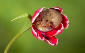 newromaantics:  calliopinot:  newromaantics:  sometimes harvest mice sleep in tulips.