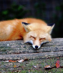 beautiful-wildlife:Sleeping Fox by Paul