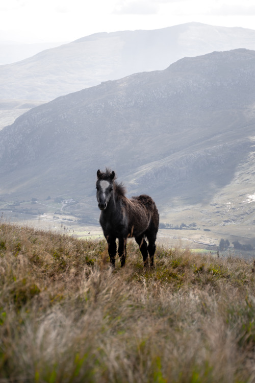 Wild pony foal high up in the welsh mountains