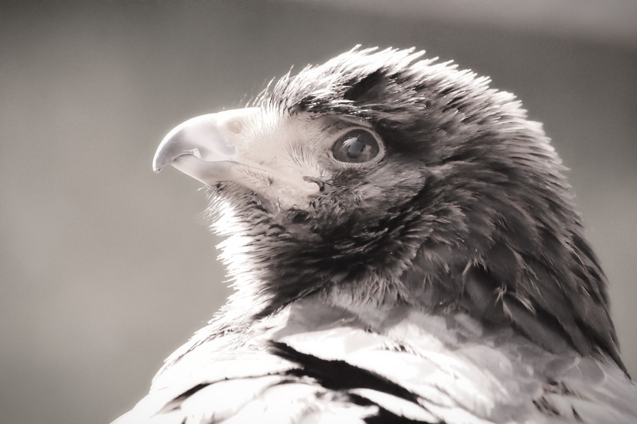 solohawk:  Solo, B&amp;W 1 Some of my favourite photos I took of Solie, that