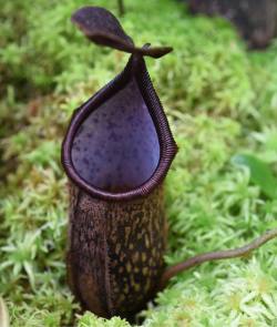 jeremiahsplants:  Nepenthes rigidifolia a