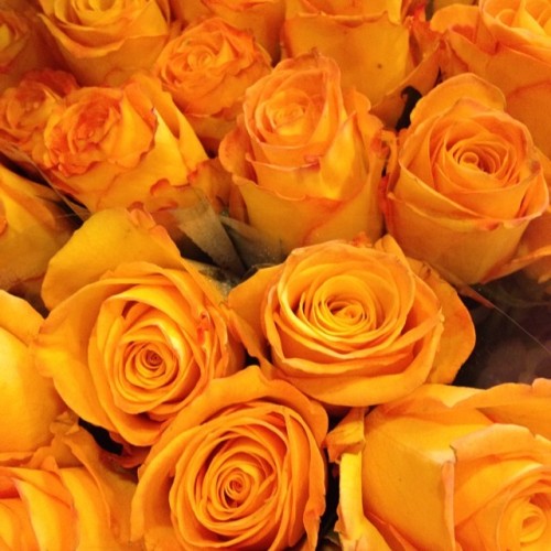 I’m spoilt. #summervalentine #yellowroses #romance