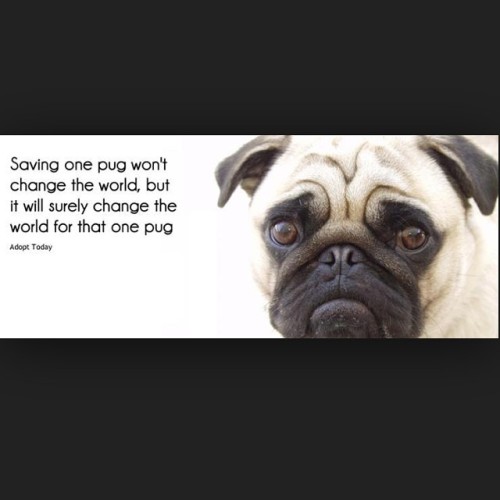 ihugpugs:  Dog Lover Shirts: http://bit.ly/1sIvs6I 