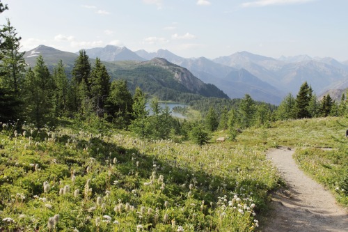 matchbox-mouse:Sunshine Meadows at the top of the morning. Literally breathless. It was too early fo