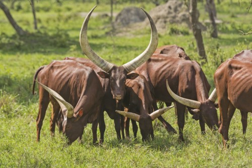 mothernaturenetwork:Not your average cow! 10 most exceptional cattle breedsCows have a long history 