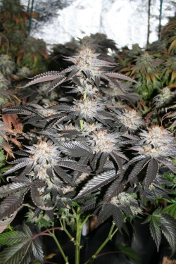 the-stoners-blog:  Follow » The-Stoners-Blog «Then, Submit your Stash » HERE 