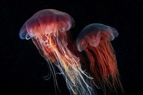 thelovelyseas: by Alexander Semenov    Otherworldly and incredible. I love sea life s