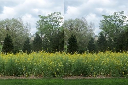 MustardCross your eyes a little to see these photos in full 3D. (How to view stereograms)