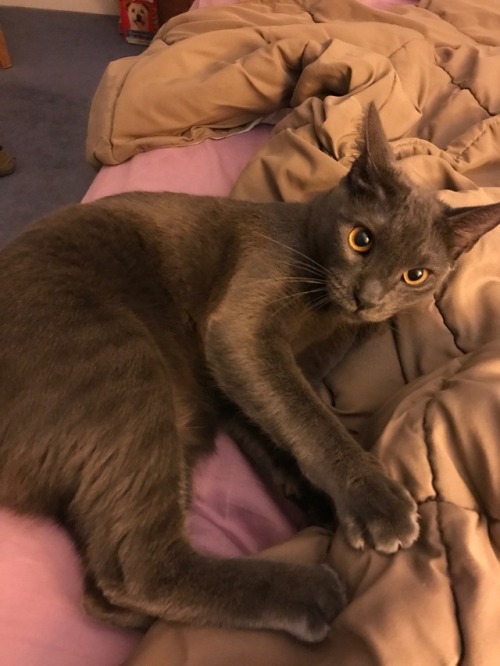bloggerfromanotherdim3nsion:Cat appreciation post!!