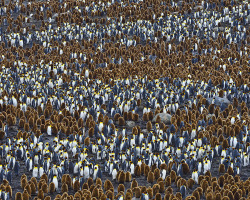 Earth-Song:  “All In The Family” By Tony Beck  A Colony Of King Penguins - St.