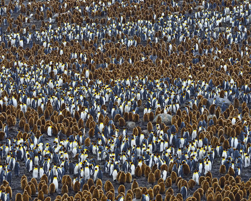 earth-song:  “All In The Family” by Tony Beck  A colony of King Penguins - St. andrew’s Bay, South Georgia