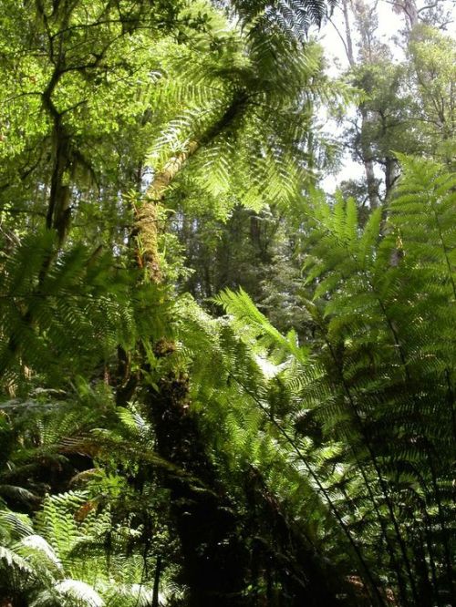 oceaniatropics:Tarra Bulga National Park, Victoria, Australia