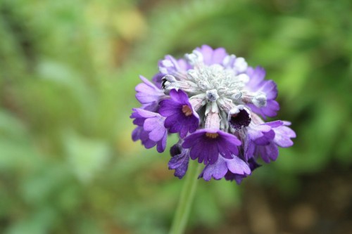 【４７８】欧風の 花ノ園にて 撮りし花 どれも美麗に ひっそりと咲く
