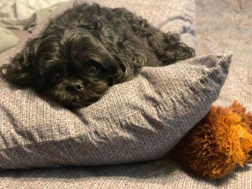 <p>Back with my buddy.</p>

<p>#lesterpawfus #shihtzu #shihtzusofinstagram #blackdog  (at Ridgetop, Tennessee)<br/>
<a href="https://www.instagram.com/p/CP1ucc-Lcdt/?utm_medium=tumblr">https://www.instagram.com/p/CP1ucc-Lcdt/?utm_medium=tumblr</a></p>