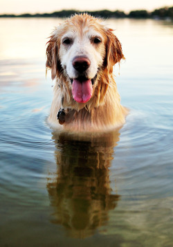 earthandanimals:    Sam by Henry Fradley