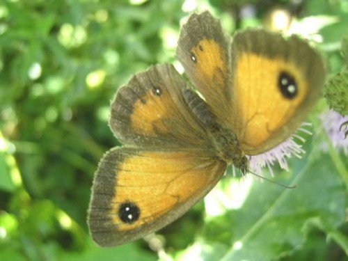 morigrrl:Hedgebrown butterfly