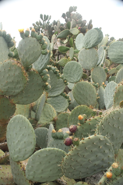 A tower of massive Opuntia prickly pear cactus growing in Southern California