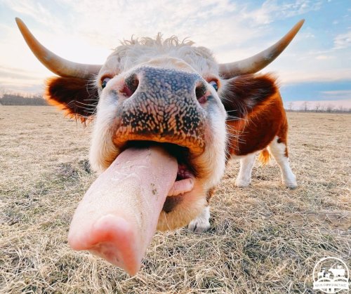 suns out tongues outcoo via iowa farm sanctuary