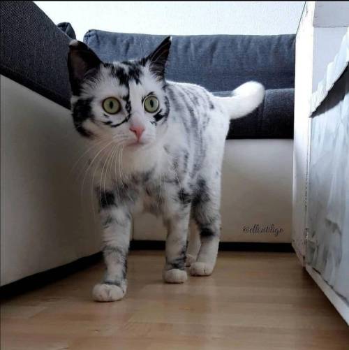 welikecatsandkittens:She is unique #cats #cutecats #bestmeow