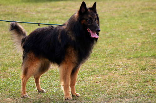 Belgian TervurenAKC Fast CATs, April 2018