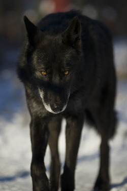 Mesmerize Me (Black Timber Wolf)